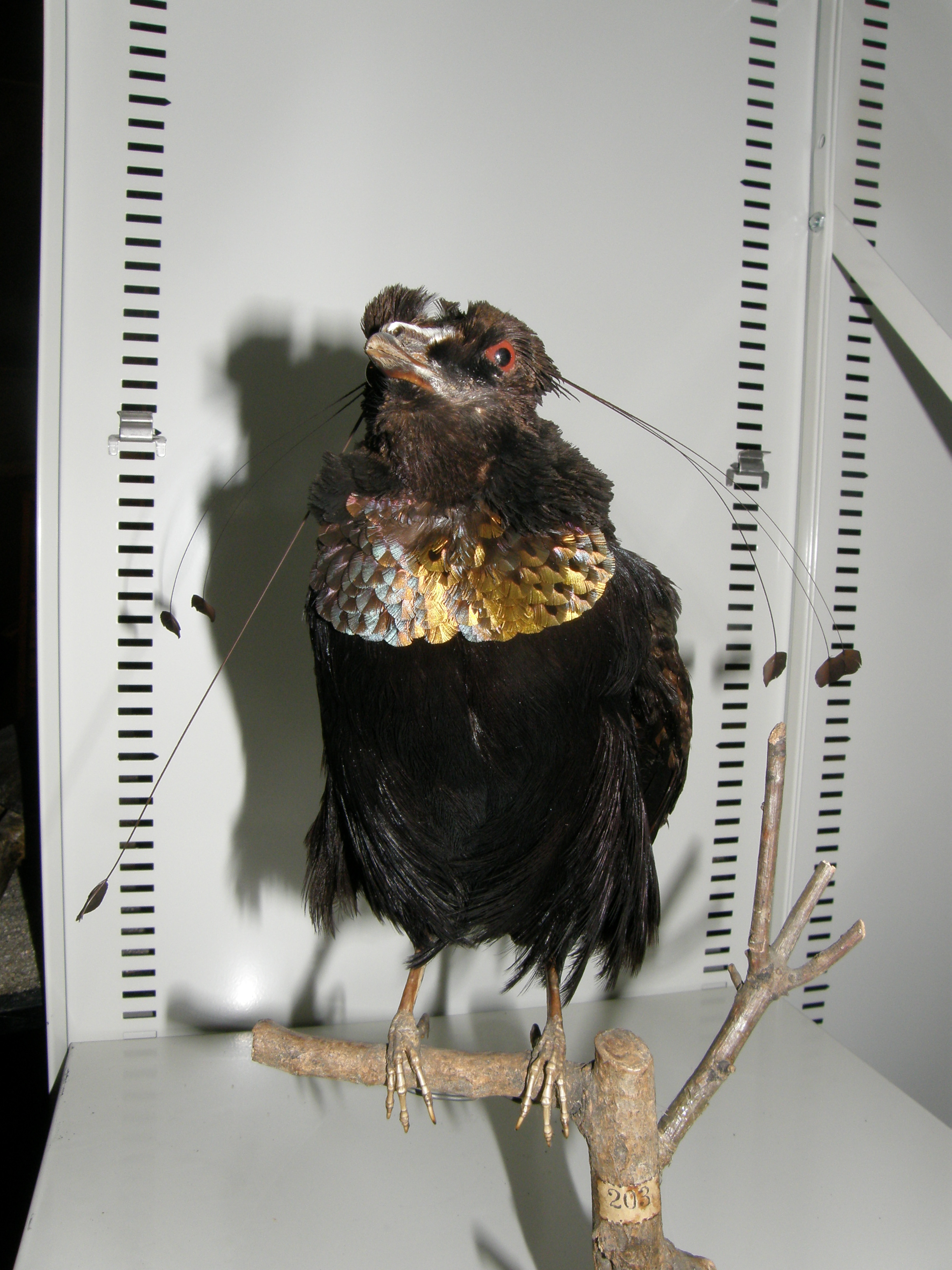Lawes's Parotia (Parotia lawesii), photo 3