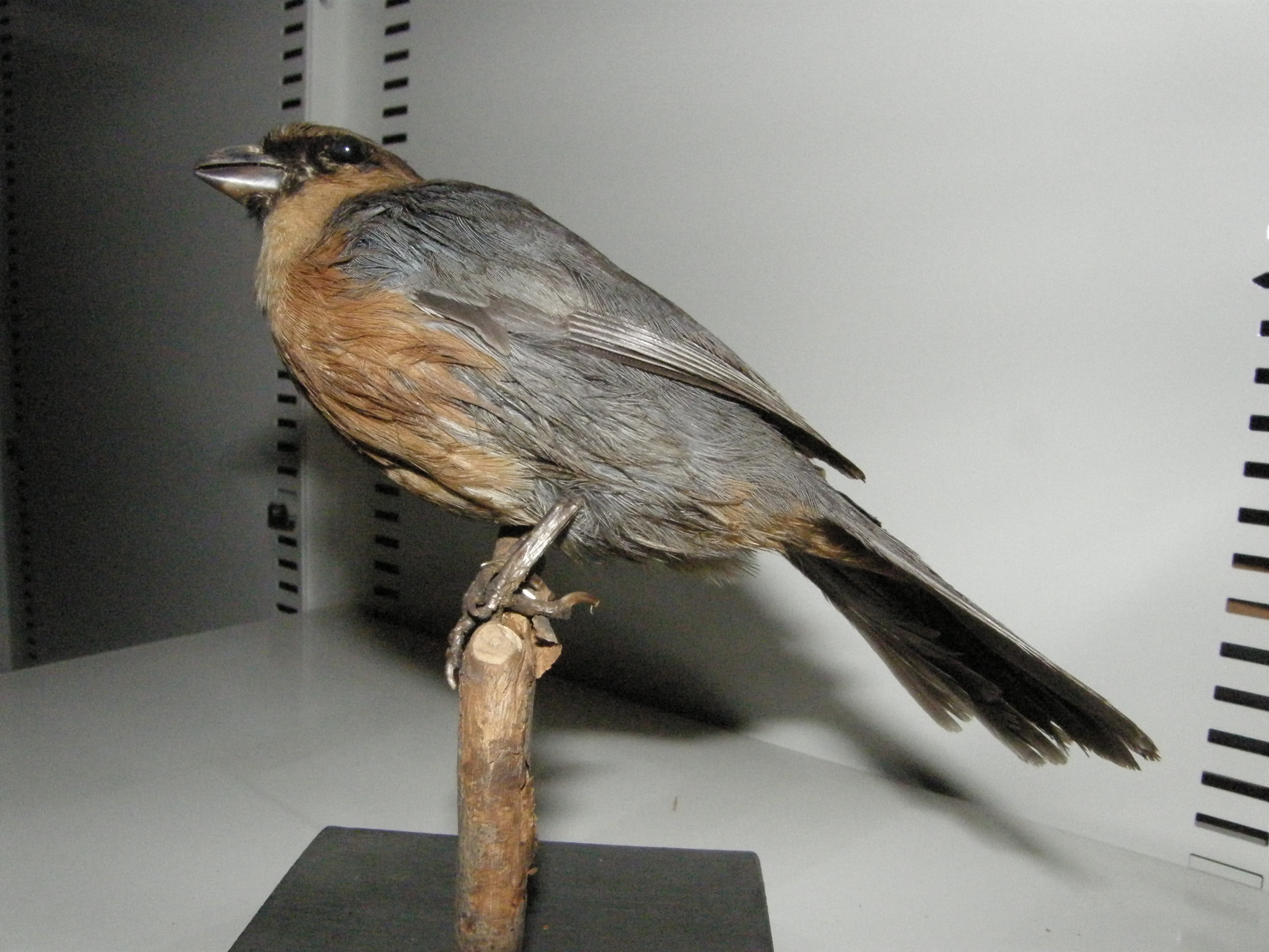 Rufous-crested Tanager (Creurgops verticalis), photo 7