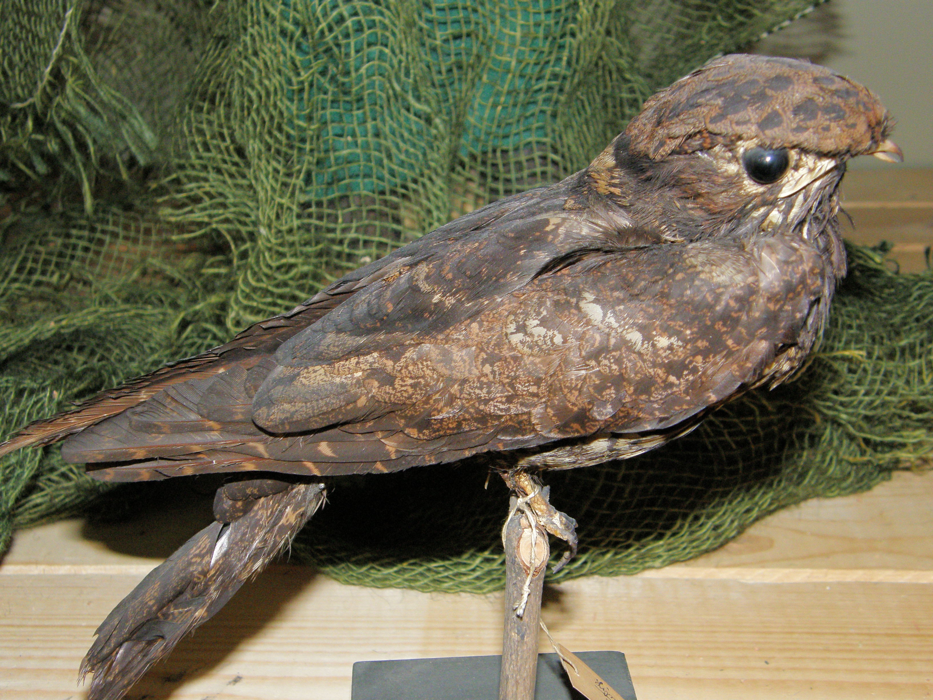 Malaysian Eared Nightjar (Lyncornis temminckii), photo 7