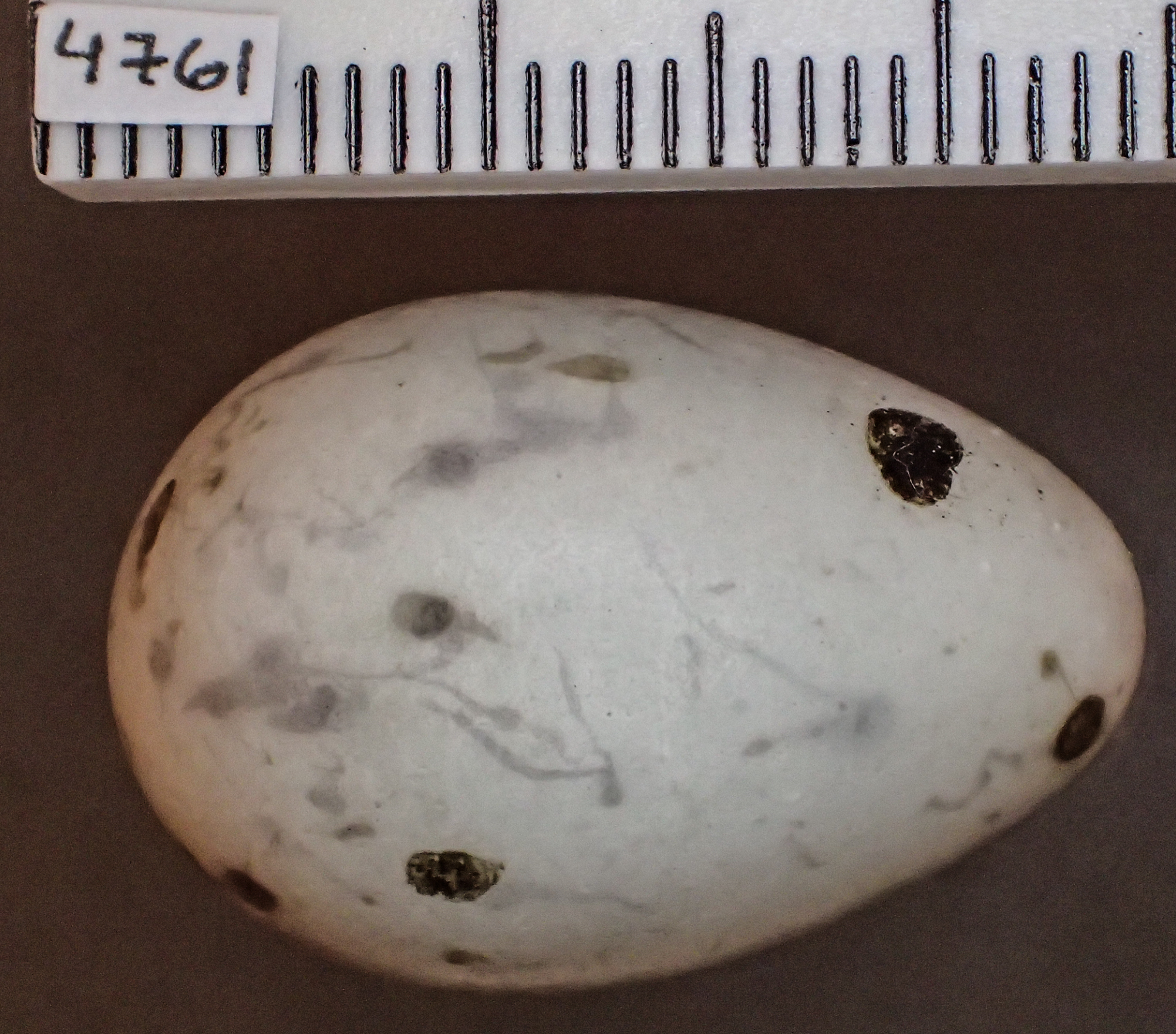 Œufs de Grosbec casse-noyaux, collection de muséum